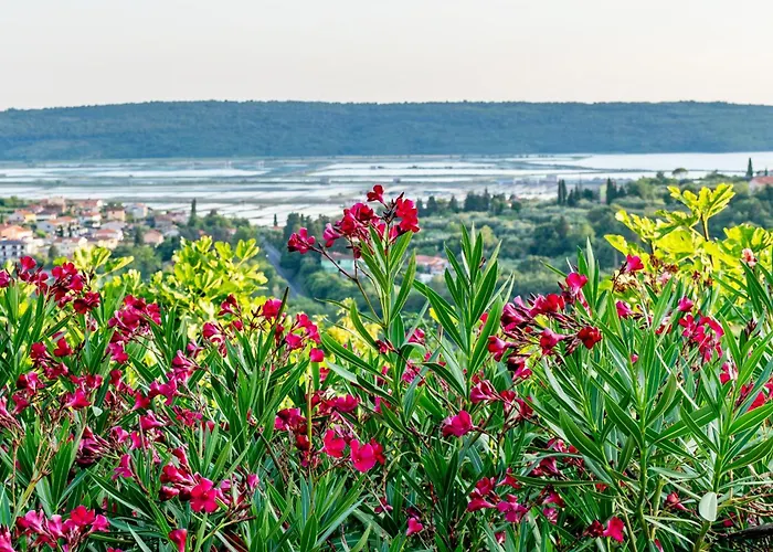 Daire Oleavista Portorož