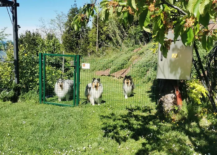 Daire Oleavista Portorož